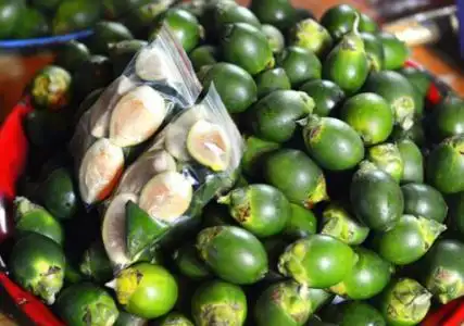 介绍槟榔的一些治病疗方