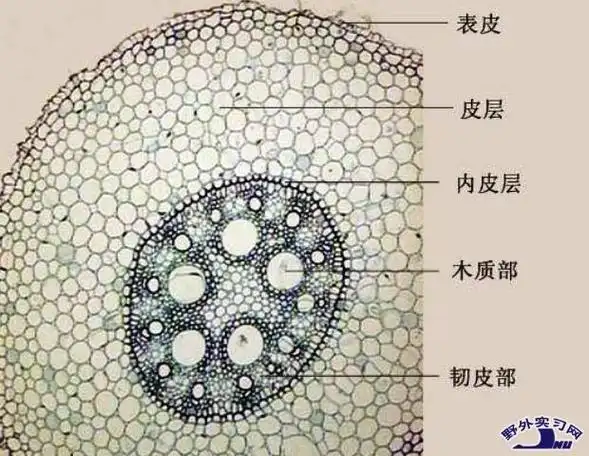 毛茛根横切面手绘图 人参根横切面简图手绘-图片大观-奇异网