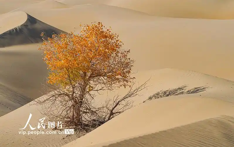 新疆尉犁:沙漠胡杨林【3】