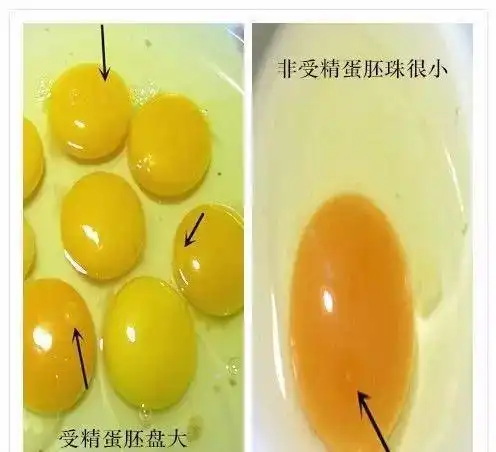 如何简单快速的辨别土鸡蛋和饲料蛋如何分土鸡和饲料鸡的区别