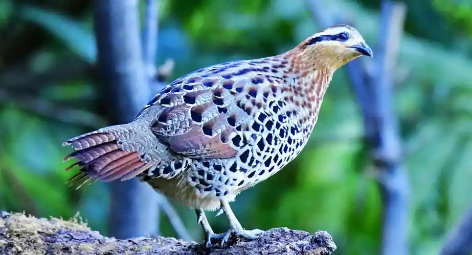 棕胸竹鸡 - 美篇