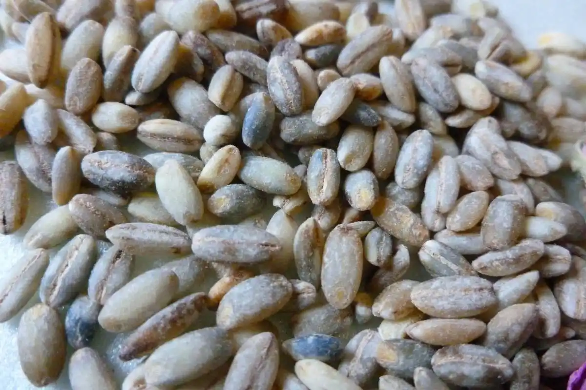 西藏糌粑是什么做的?有哪些营养成分?怎么做的?