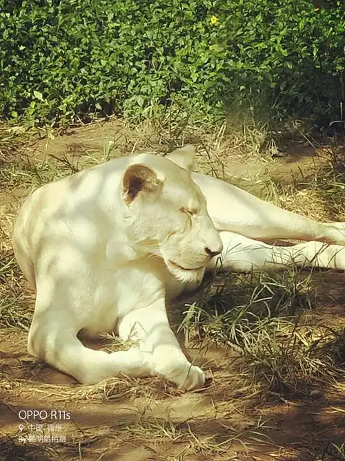 罕见的白母狮.