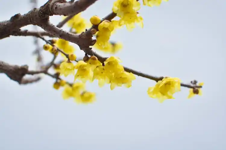 寒冷的冬天,白雪覆盖着大地,只有那腊梅_腊梅在冰天雪地里傲然绽放