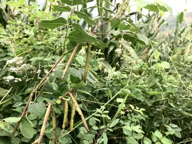 野生绿豆
