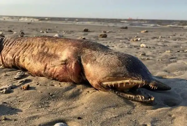 ▼巨大的神秘鳗鱼.(图/翻摄自twitter/@preetalina)