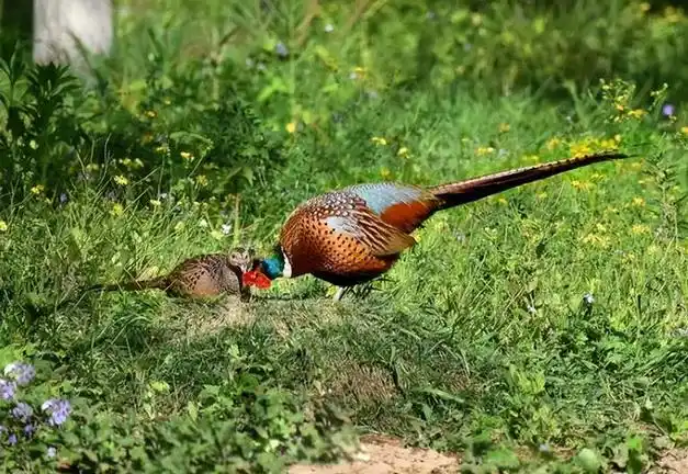 山鸡|野鸡|动物|鸟类_网易订阅