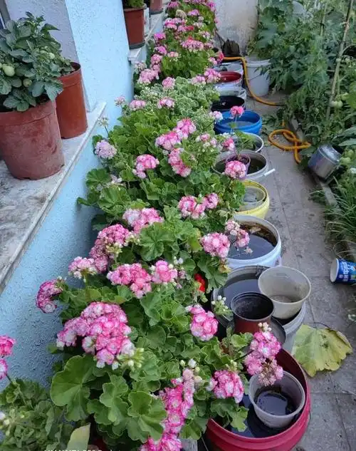 有一种叫做"日碗"的天竺葵长得像玫瑰颜值高还爱开花耐热且好养