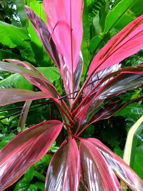 养朱蕉养生的正确姿势,非常适合都市生活!