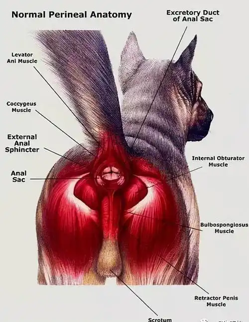 长期不给狗挤肛门腺,最终会走向这些结局!