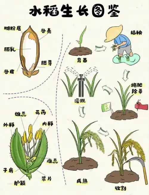 当孩子们第一次知道每天填饱肚子的大米原来是这样生长的身体力行劳动