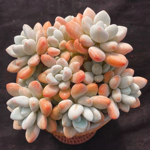 洛神多肉老桩一物一拍群生多头含盆包邮劳尔罗琦盆栽室内防辐射