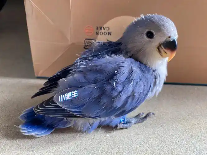 紫色的是紫罗兰,白色的是白底紫闪派#鹦鹉  #手养鹦鹉  #手养牡丹鹦鹉