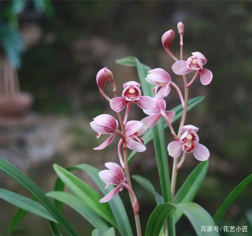 建兰八大名品之首—红荷,花色顶级,香飘十里,是老花匠的最爱