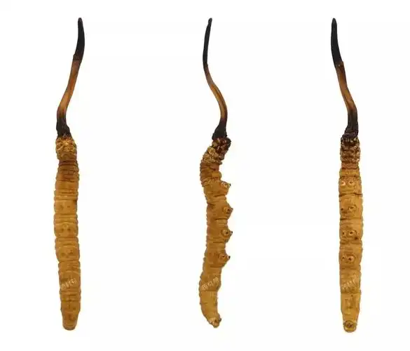 冬虫夏草高清大图赏析