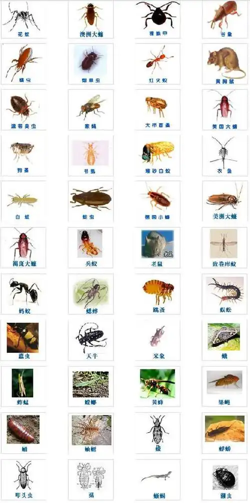 防治服务机构,专业杀臭虫,杀白蚁,杀虫,杀蟑螂,灭老鼠的等害虫公司,是