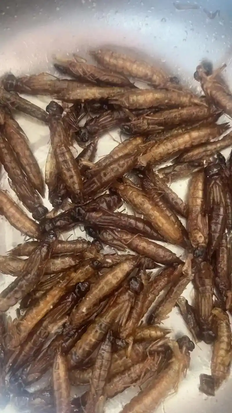 精品水蝎子120💰2斤.300💰6斤不接急单🉑️双 - 抖音