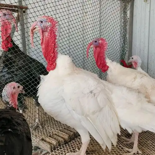 散养火鸡苗活体幼苗价格 青年火鸡出售 尼古拉火鸡脱温苗能长30斤