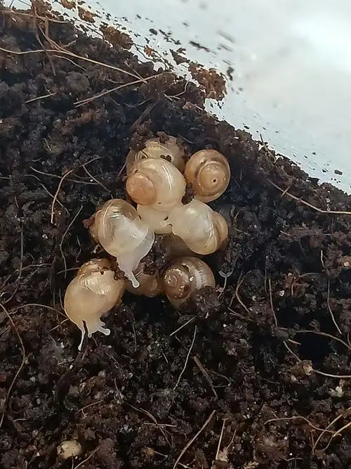 蜗牛宝宝出生记