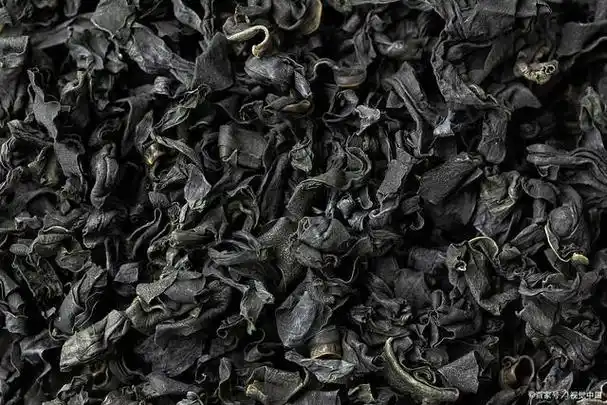 昆布和海带是两种不同的海藻,虽然它们都属于褐藻门,但是它们生长的