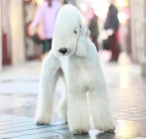 名犬鉴赏——贝灵顿梗,秒变异形的小绵羊