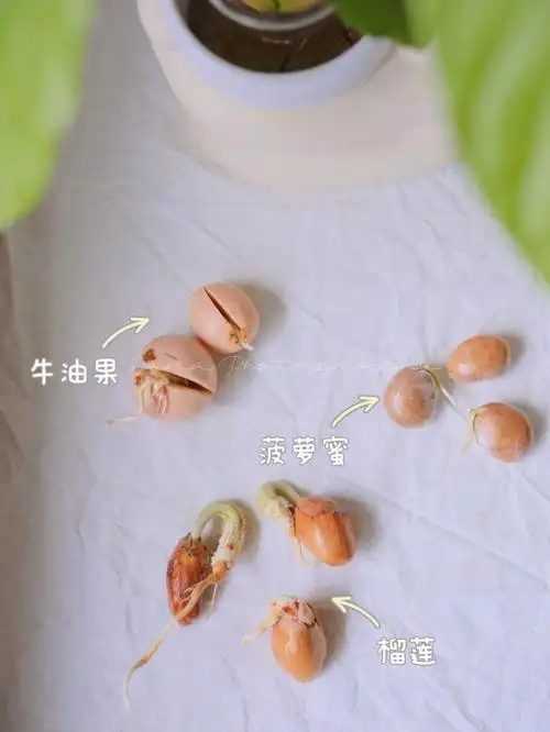 儿子以为我们有吃不完的榴莲