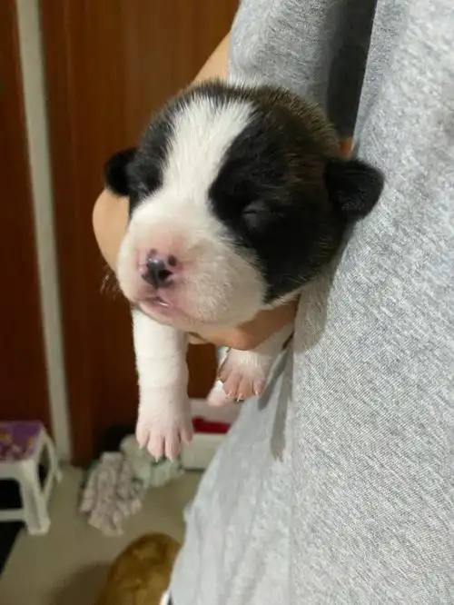 我家柯基和法斗意外