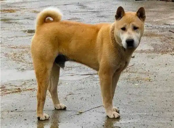 金钱尾土狗是稀有的田园犬,但它和普通田园犬不一样,金钱尾土狗的尾巴