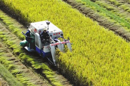 10月10日,县12万亩单季晚稻全面开镰收割,机械化作业成为金色田绎里