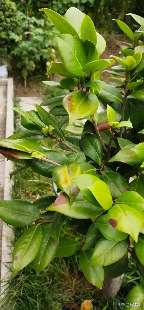 茶花叶子干枯是怎么回事