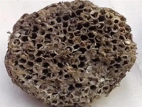 连蜂窝也是对我们有用的呢,今天我们要了解的是黄蜂窝,一起看看它的