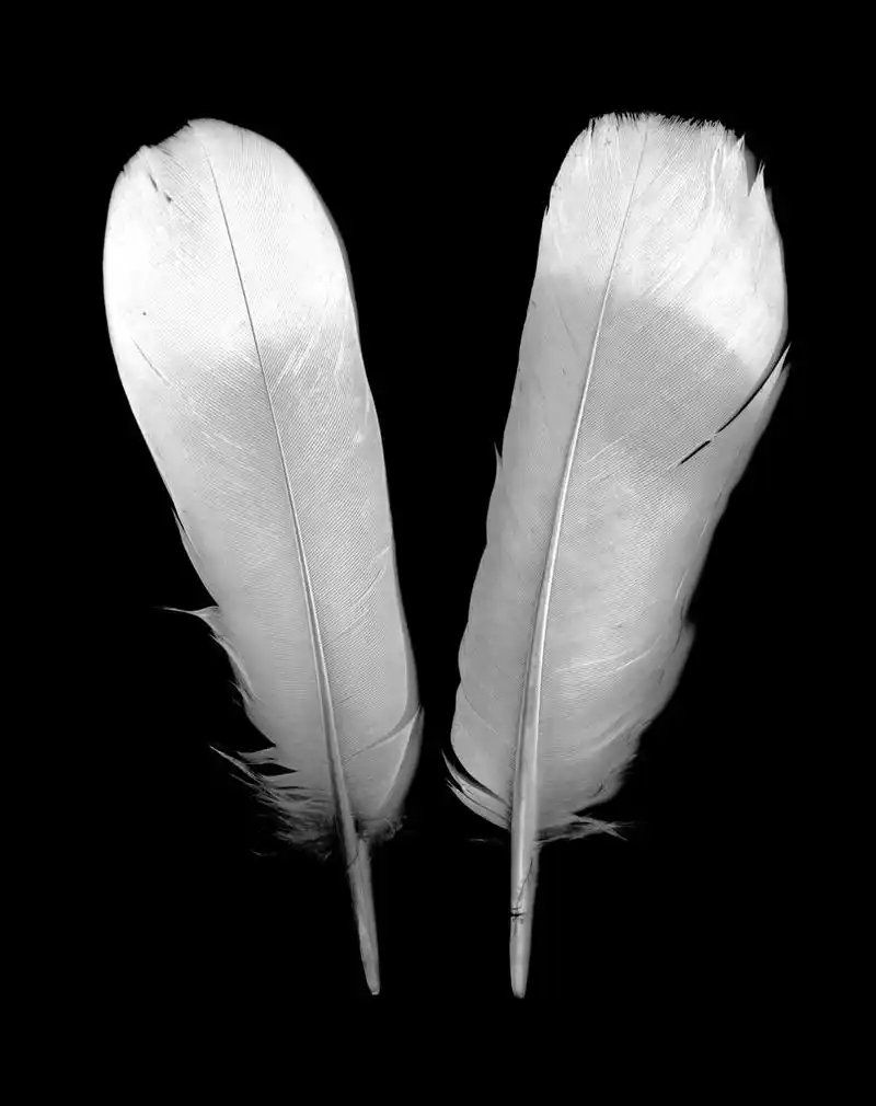 羽毛,黑色背景的鸟毛