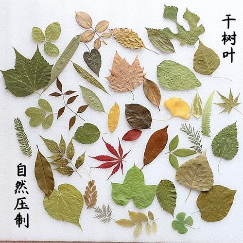 幼儿园小学生手工真树叶贴画 干花拼贴画 植物标本儿童手工课早教