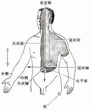科学常识:冠状面,矢状面,横断面