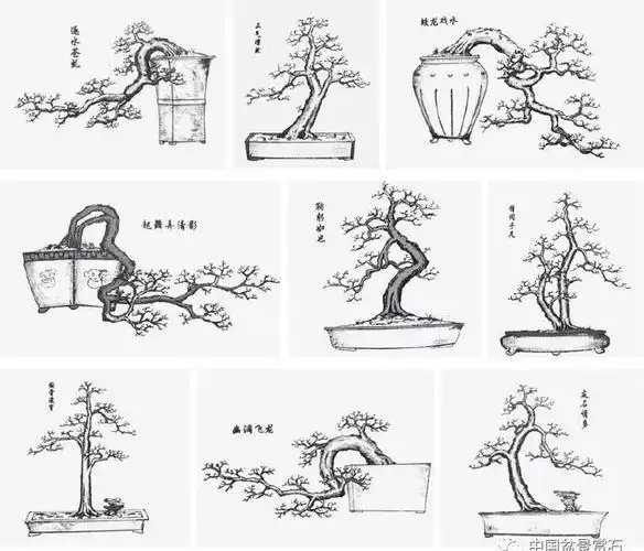 来让我们谈谈盆景那些事儿