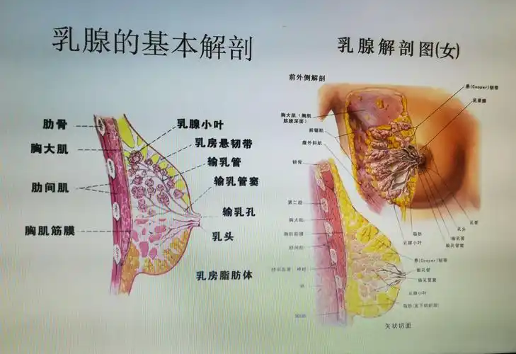 乳腺疾病影像学诊断讲座(八)-乳腺钙化的鉴别诊断(4)