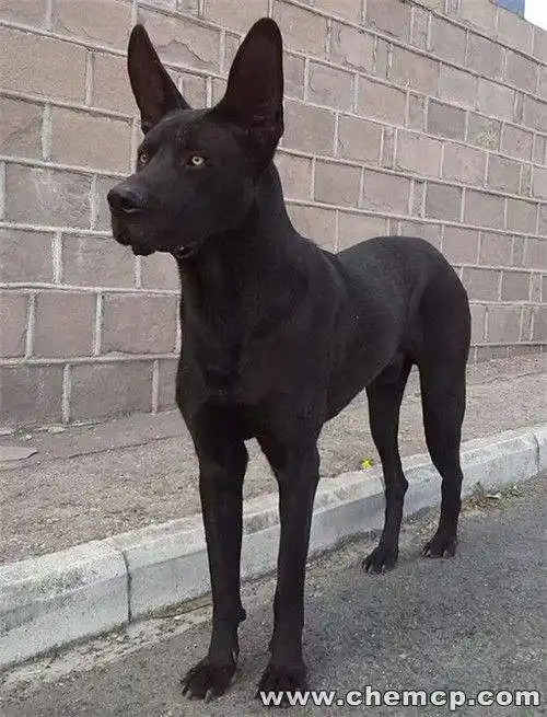 请问这个黑色的狗是什么品种