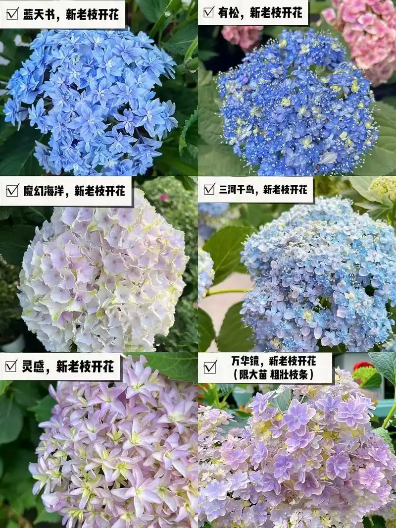 新老枝都能开花的绣球品种来啦.