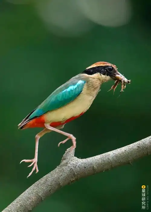 小巧灵活的身躯,多样的色彩与形态,加上婉转动听的鸣唱,这个鸟类类群