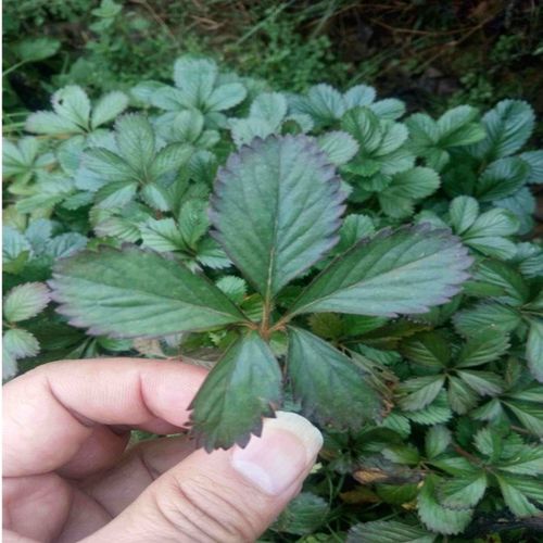 五爪五皮五星五叶500克风草蛇含药材中草新鲜其他药食同源食品