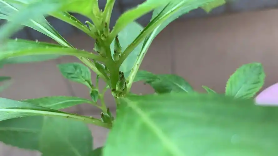 我的凤仙花长出花蕾了.