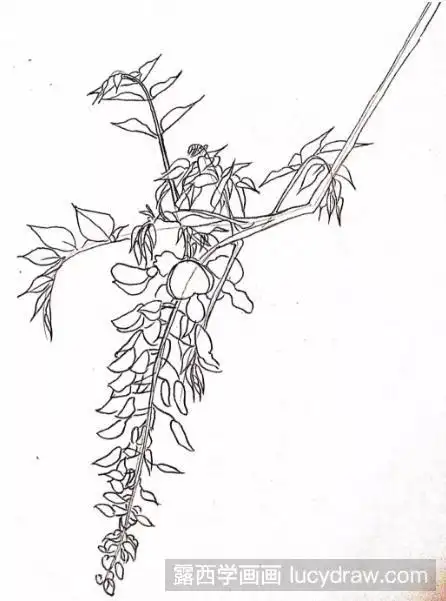 彩铅画紫藤花步骤教程