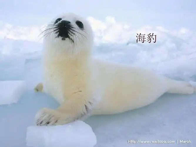 南极的一片净土课件