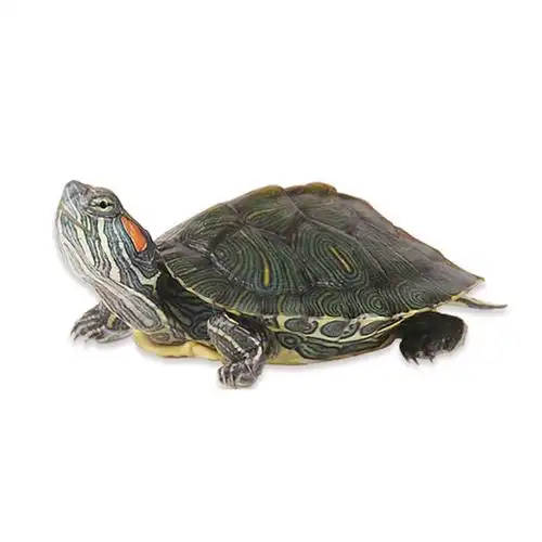 2只外塘巴西红耳龟苗小型宠物活体深水观赏长寿龟活物招财巴西龟