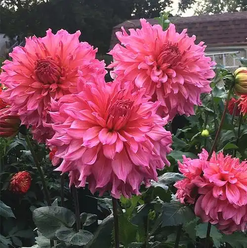 预售【进口大丽花种根】矮株 球根花多年生宿根极易繁殖