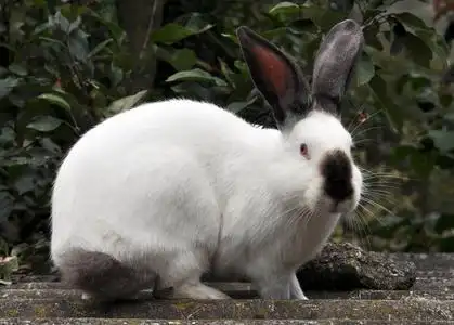 加州的兔子加州品种的兔子照片