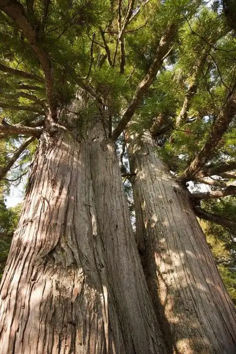 香柏树图片高清大和功效-香柏树的图片 图2