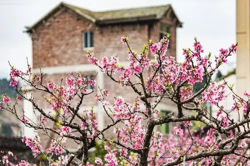 动了多少情,凡了多少心,桃花付诸了时间的流水