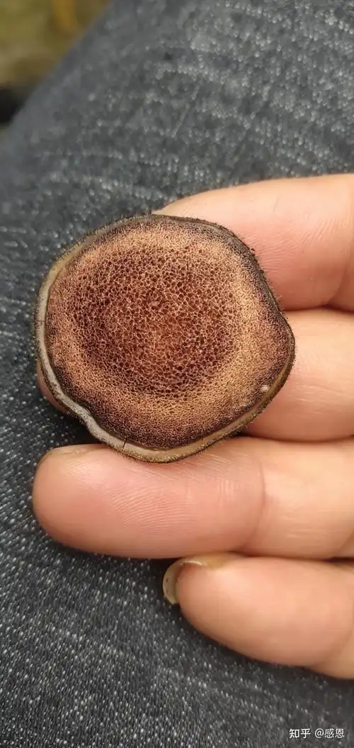 真假鹿茸怎么辨别