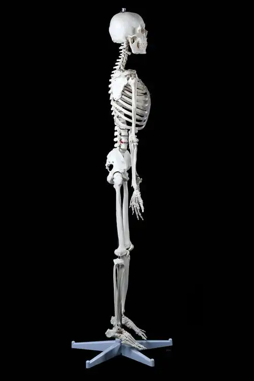 人体骨骼模型标准医学170cm180人体全身骨骼模型骷髅骨架标本脊柱雅德